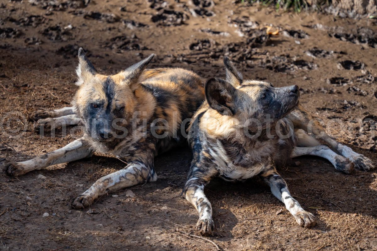 African Painted Dog A4-29279