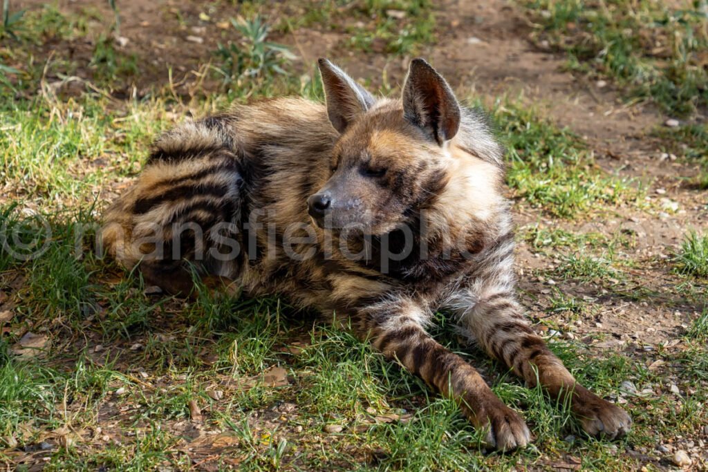 African Painted Dog A4-29283 - Mansfield Photography