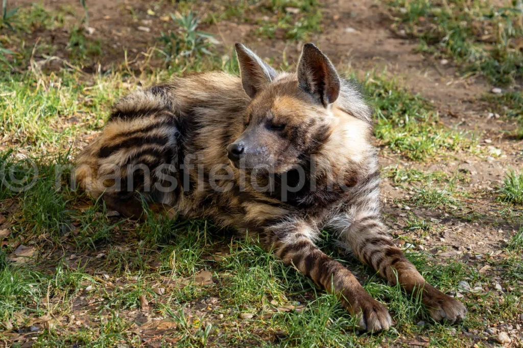 African Painted Dog A4-29283 - Mansfield Photography