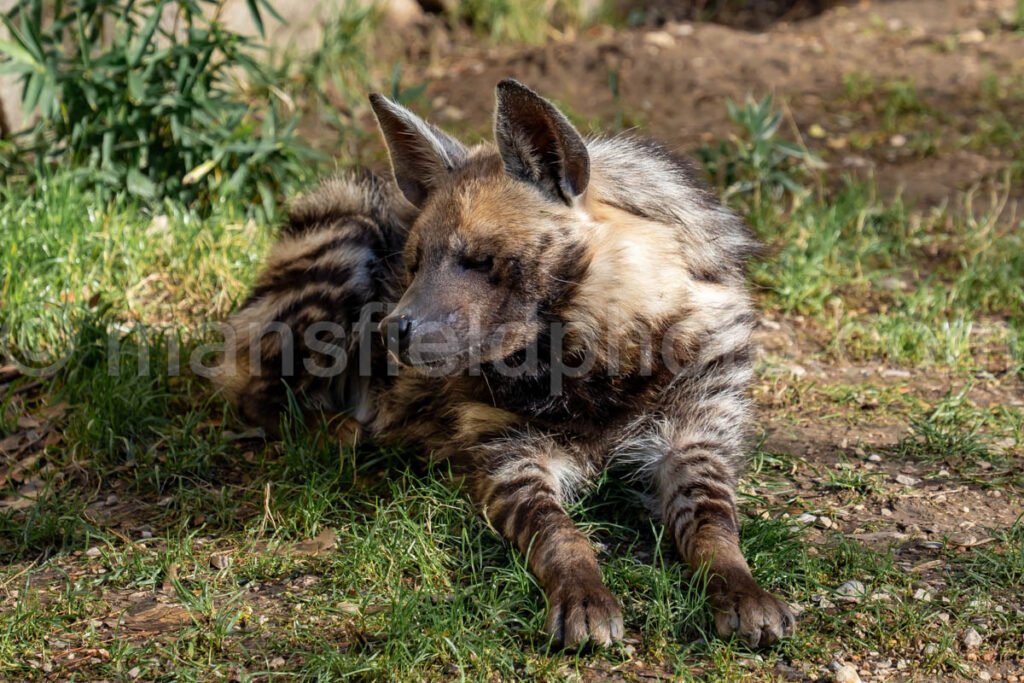 African Painted Dog A4-29286 - Mansfield Photography