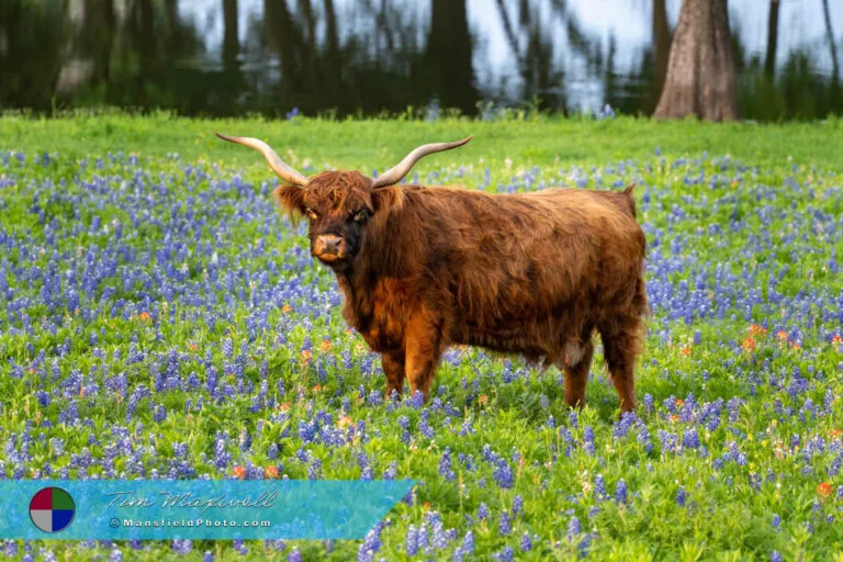 Highland Cow and Bluebonnets