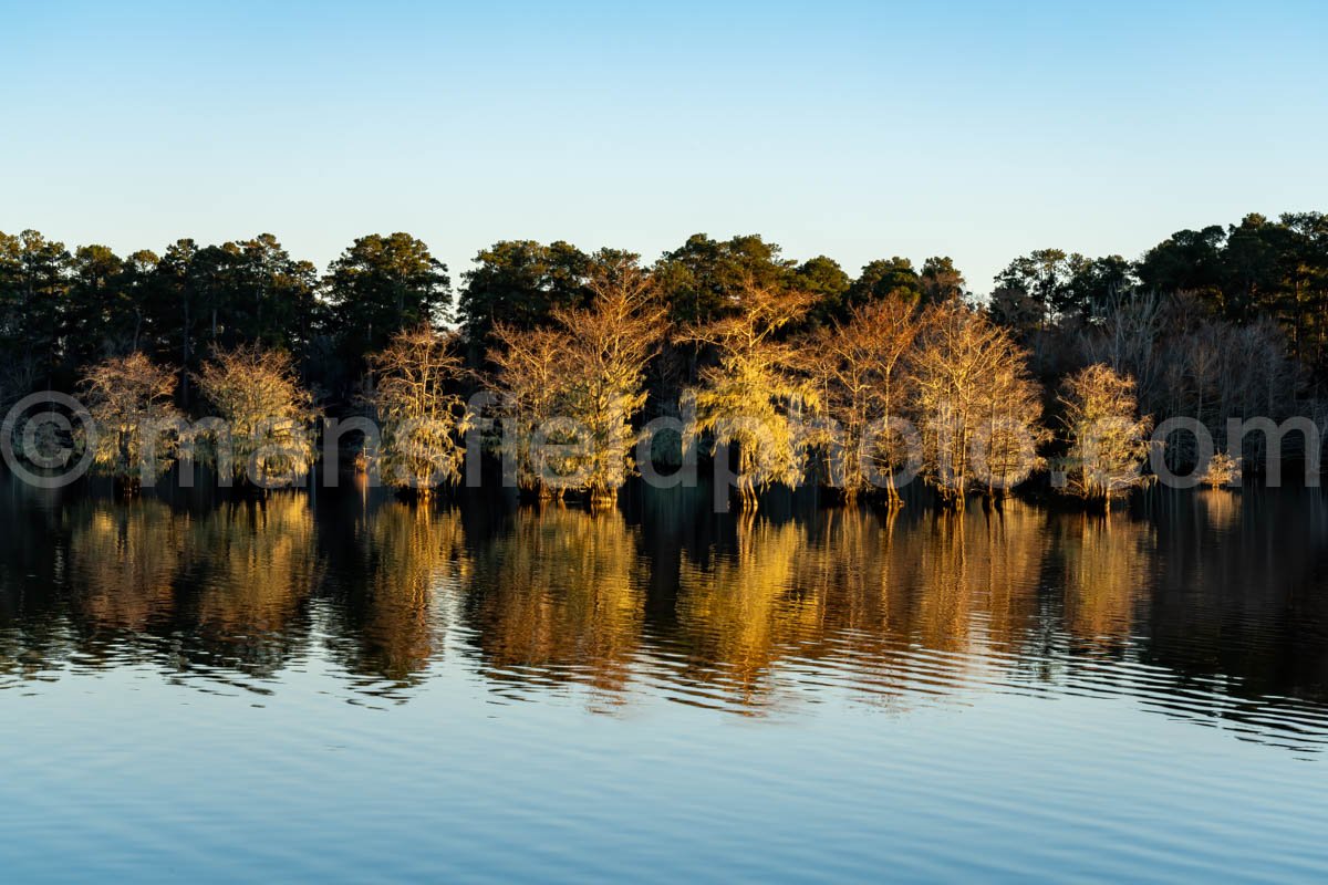 Near Sandy Creek at Lake Steinhagen, Texas A4-29377