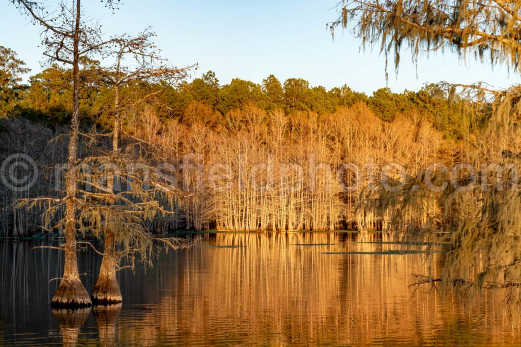 Near Sandy Creek at Lake Steinhagen, Texas A4-29381 - Mansfield Photography