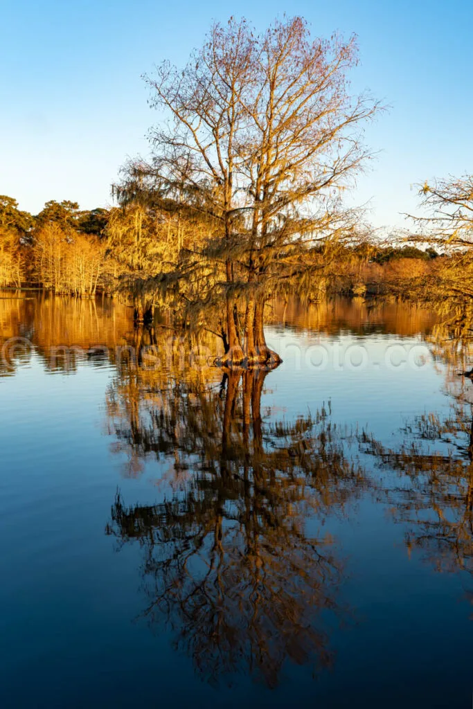 Near Sandy Creek at Lake Steinhagen, Texas A4-29386 - Mansfield Photography