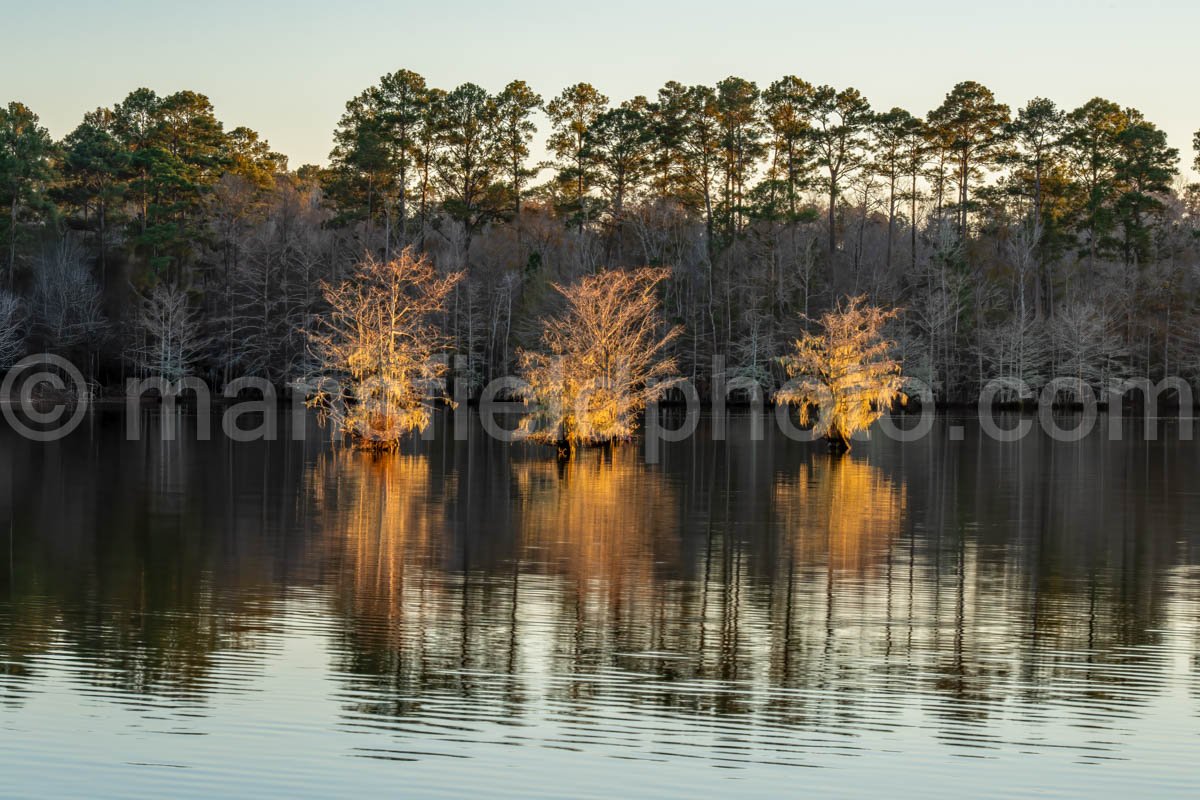 Near Sandy Creek at Lake Steinhagen, Texas A4-29390