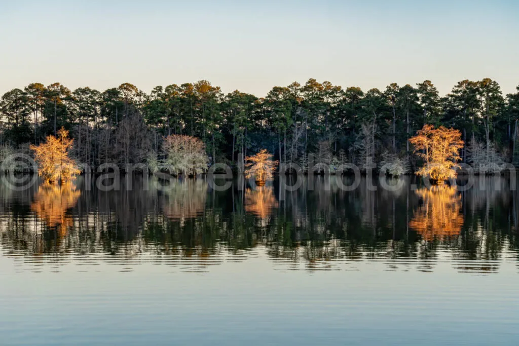 Near Sandy Creek at Lake Steinhagen, Texas A4-29392 - Mansfield Photography