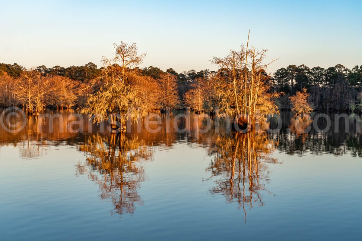 Near Sandy Creek at Lake Steinhagen, Texas A4-29399