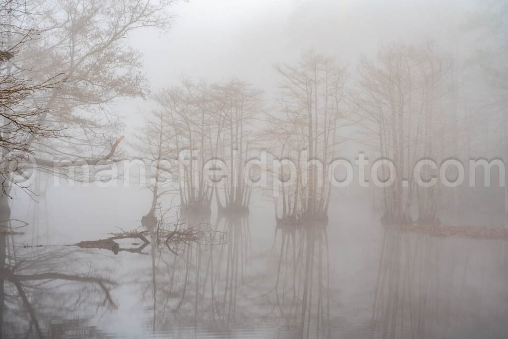 Gum Slough at Lake Steinhagen, Texas A4-29408 - Mansfield Photography