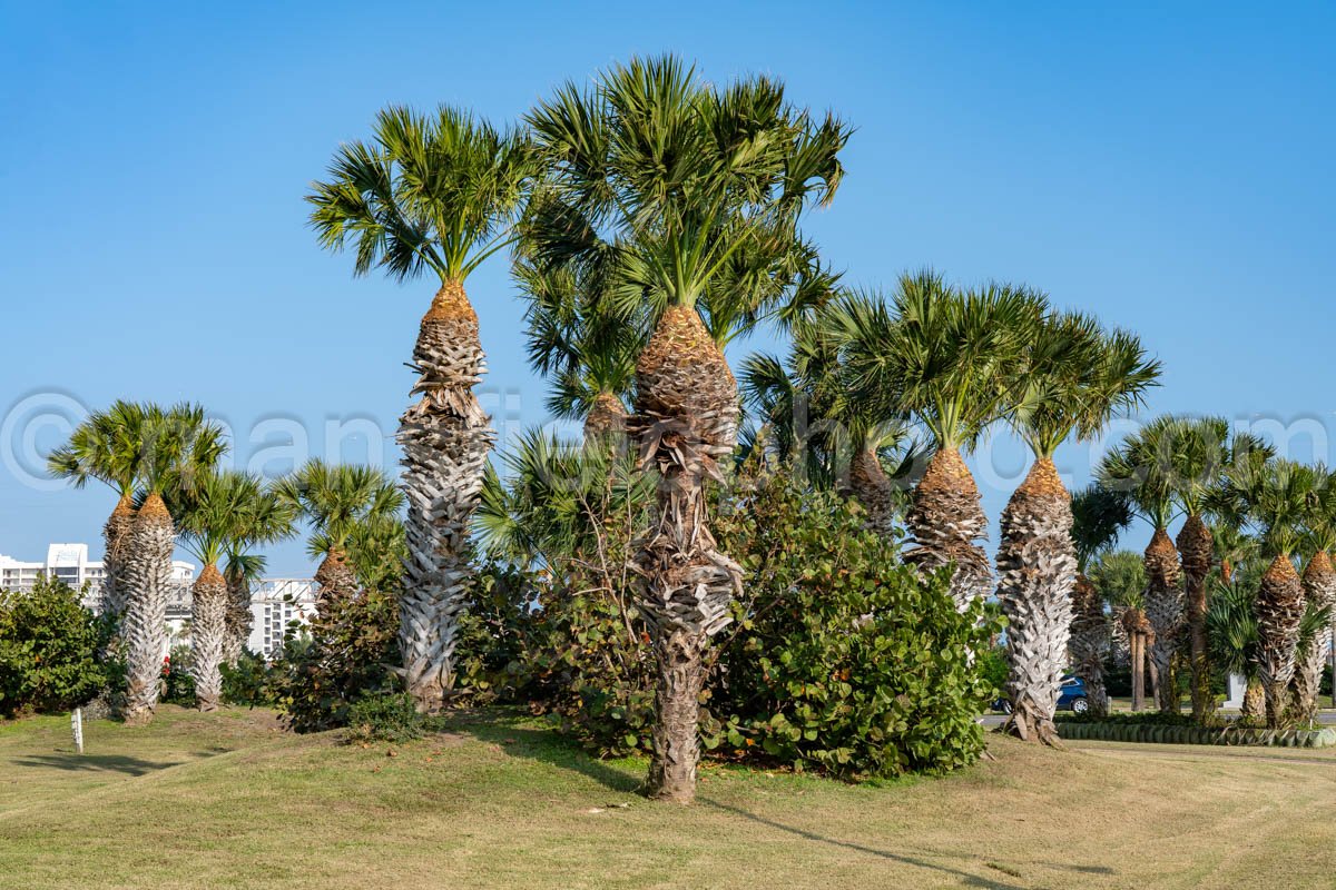 Palm Trees at South Padre Island, Texas A4-29554