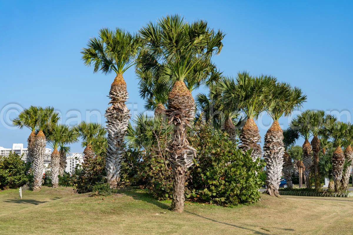 Palm Trees at South Padre Island, Texas A4-29554