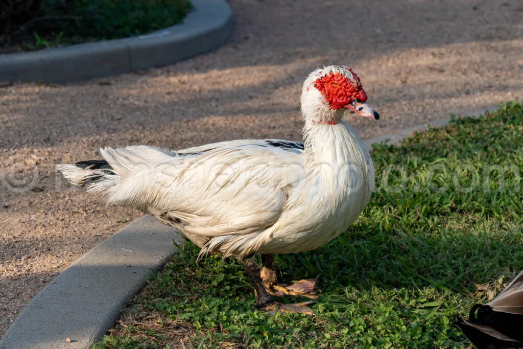 Ducks at South Padre Island, Texas A4-29577 - Mansfield Photography