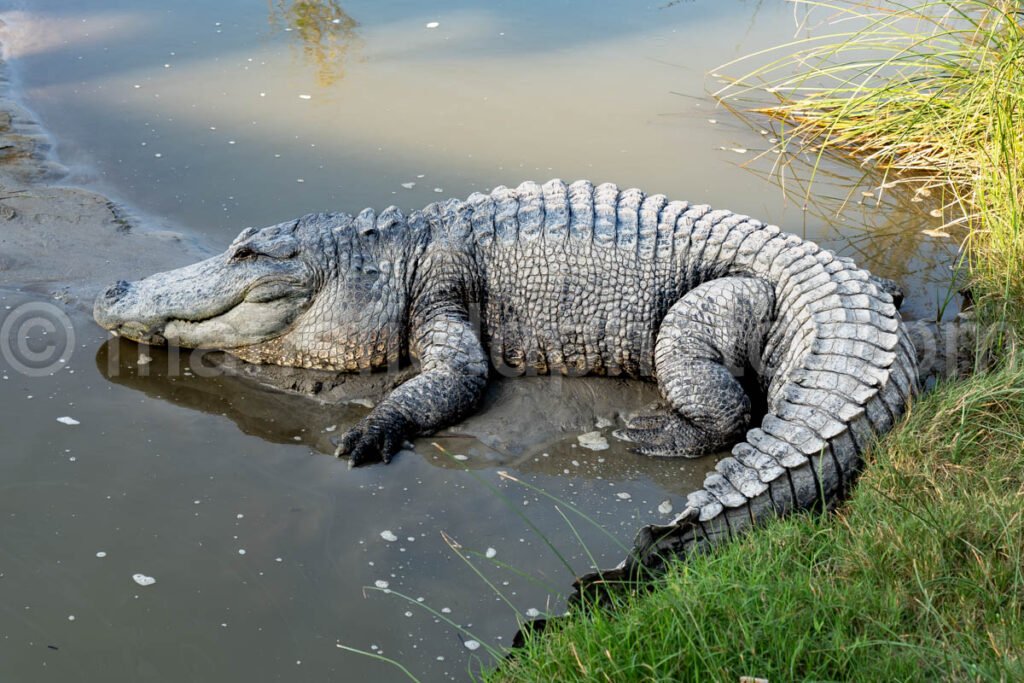 Alligator in South Padre Island, Texas A4-29579 - Mansfield Photography