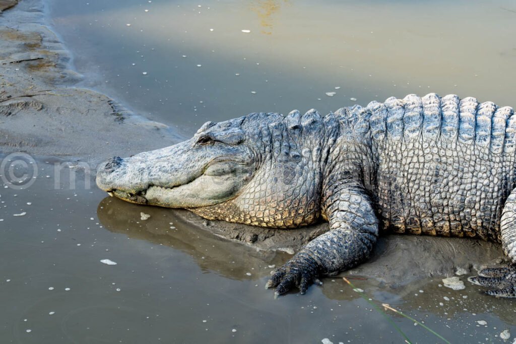 Alligator in South Padre Island, Texas A4-29580 - Mansfield Photography