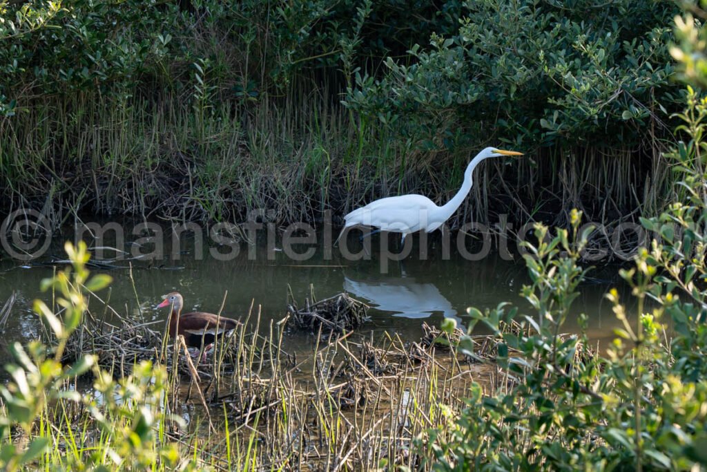 Great Egret A4-29587 - Mansfield Photography