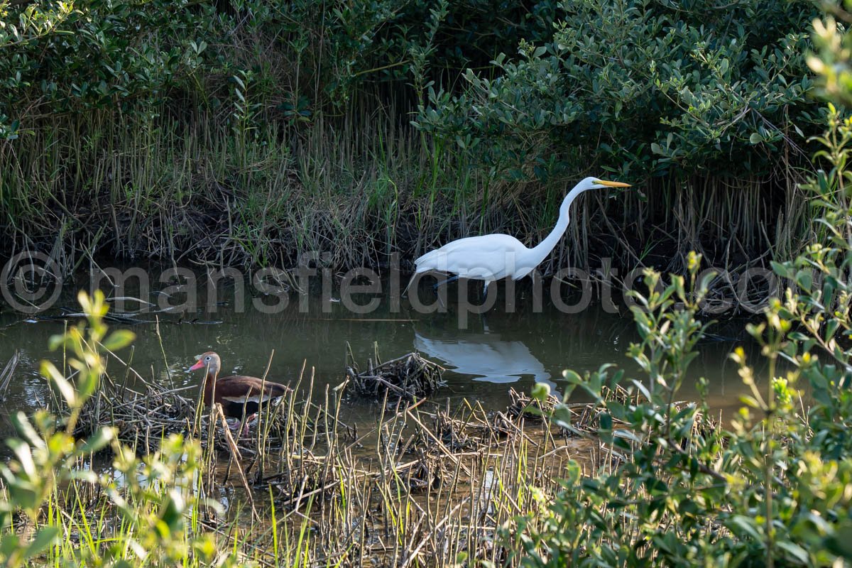 Great Egret A4-29587