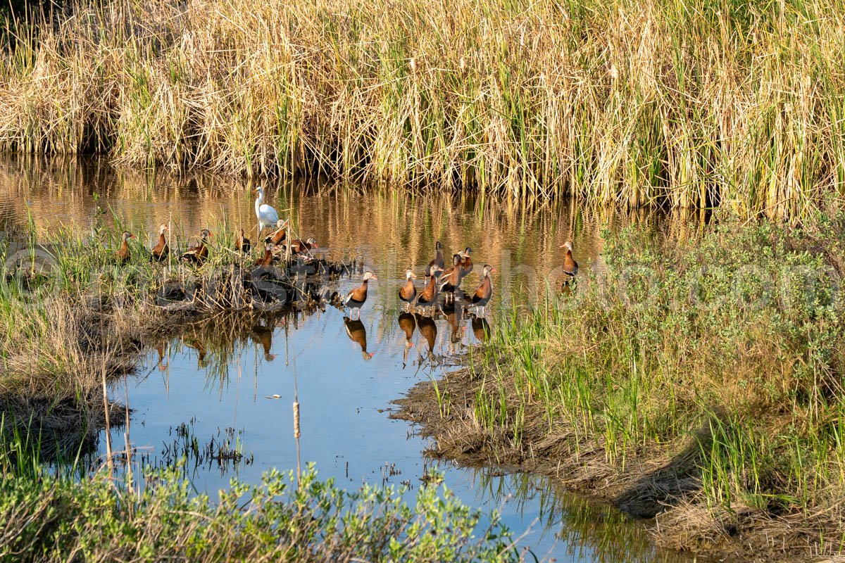 Black-Bellied Whistling Duck A4-29591