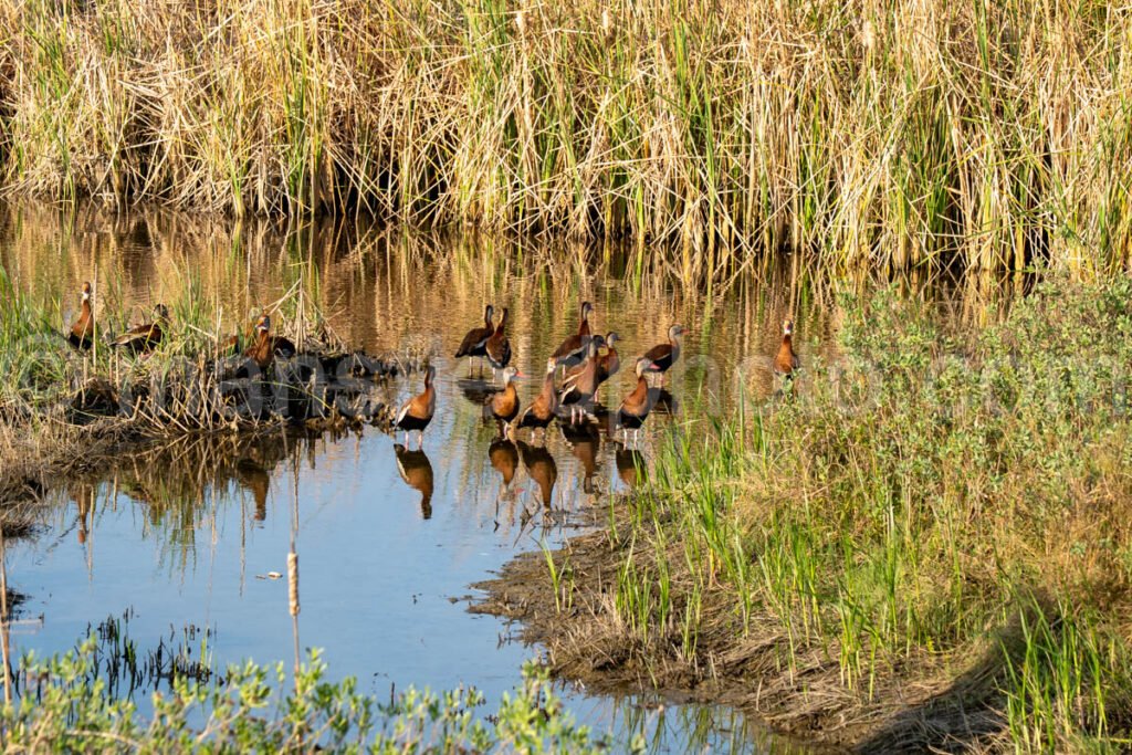 Black-Bellied Whistling Duck A4-29593 - Mansfield Photography