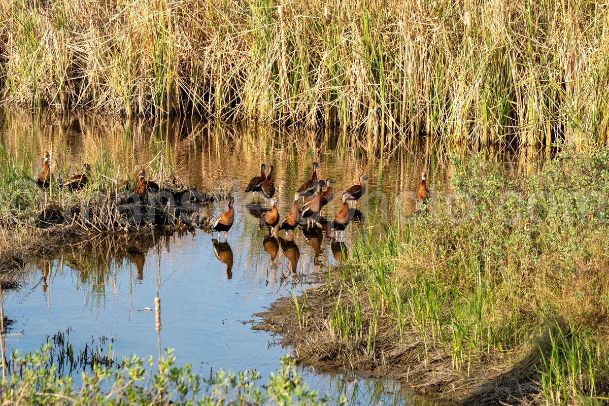 Black-Bellied Whistling Duck A4-29593