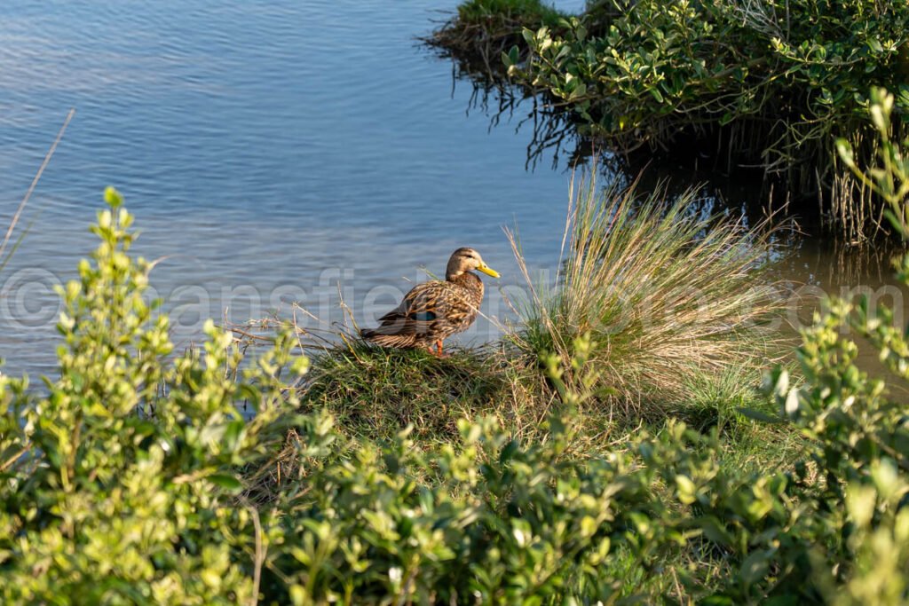 Duck at South Padre Island, Texas A4-29599 - Mansfield Photography