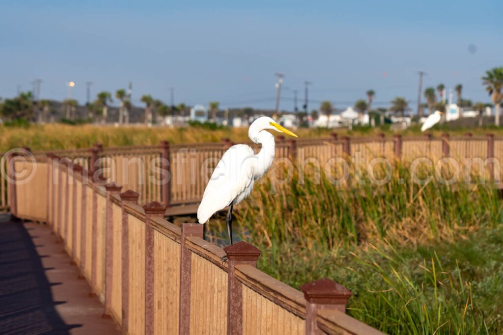 Great Egret A4-29609 - Mansfield Photography