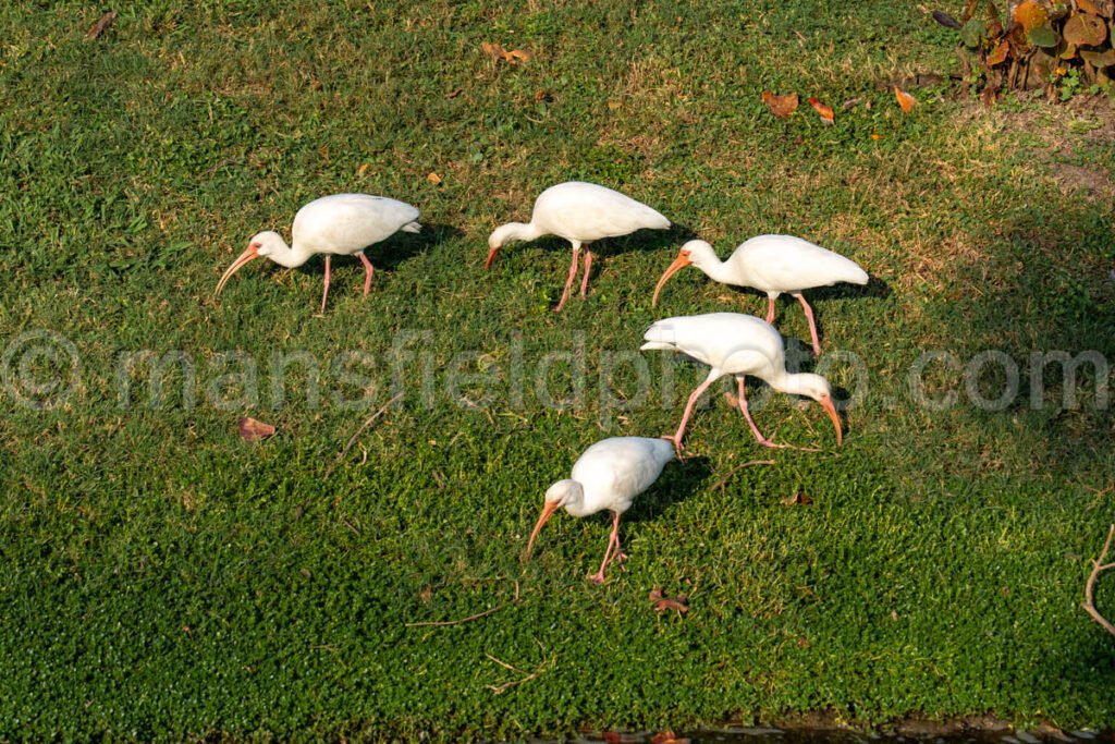 White Ibis A4-29617 - Mansfield Photography