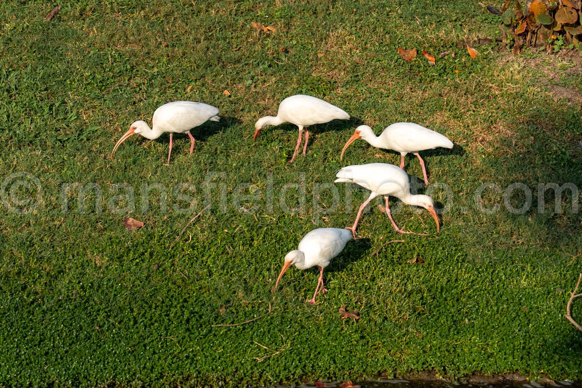 White Ibis A4-29617