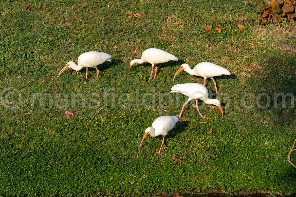 White Ibis A4-29617