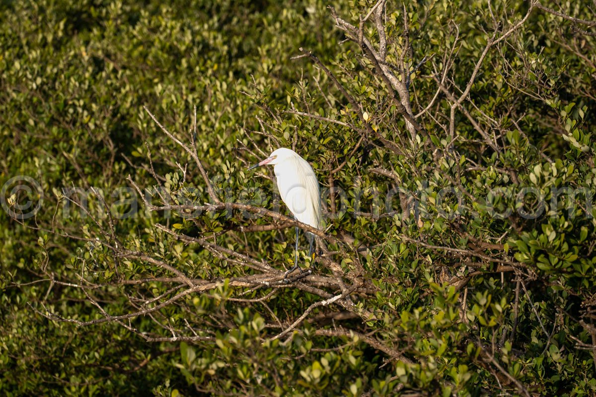 South Padre Island, Texas A4-29624