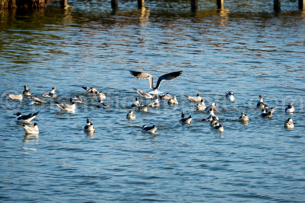 South Padre Island, Texas A4-29629