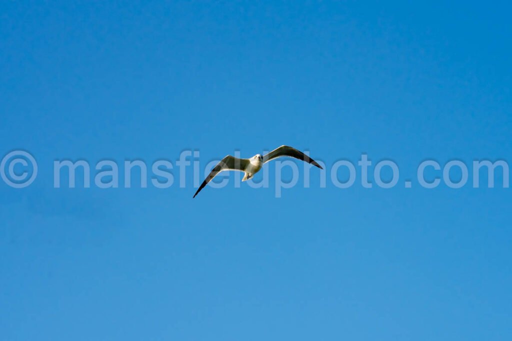 South Padre Island, Texas A4-29638 - Mansfield Photography