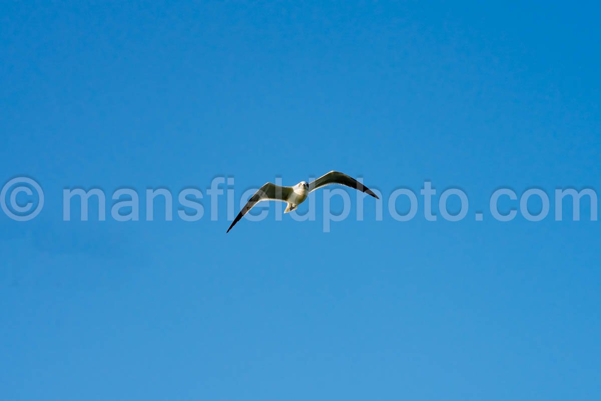 South Padre Island, Texas A4-29638