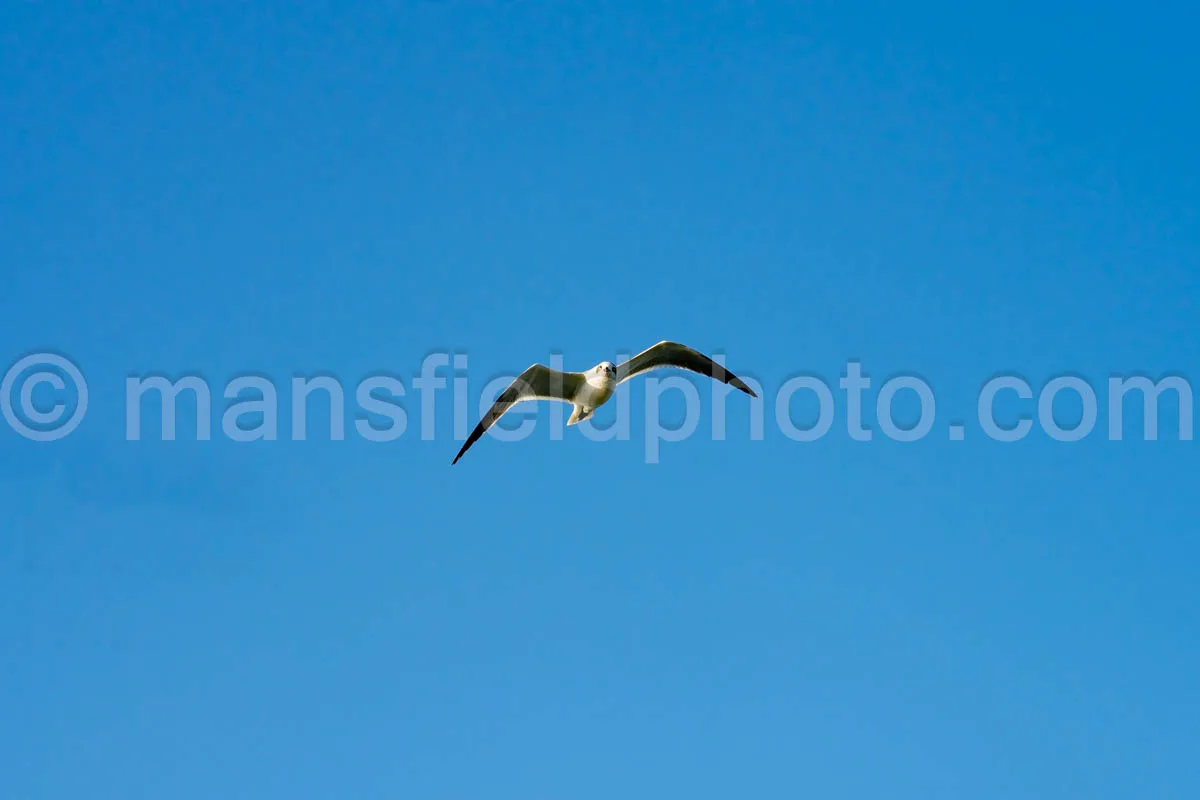 South Padre Island, Texas A4-29638