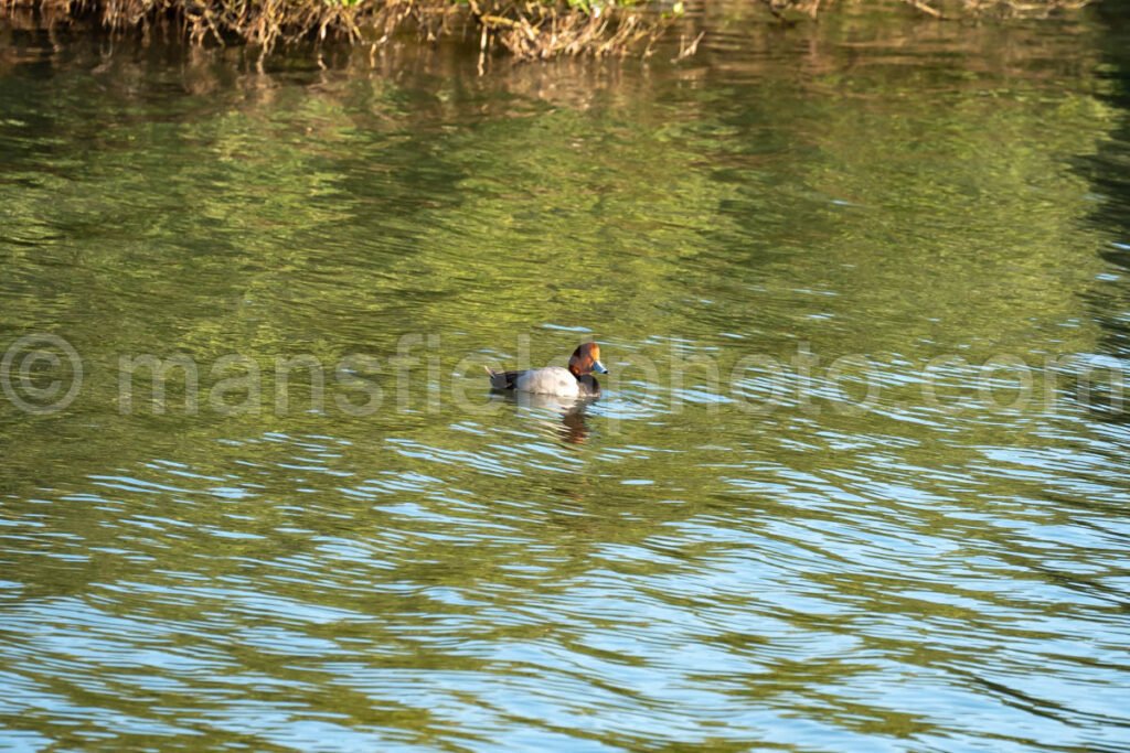 Duck in South Padre Island, Texas A4-29648 - Mansfield Photography