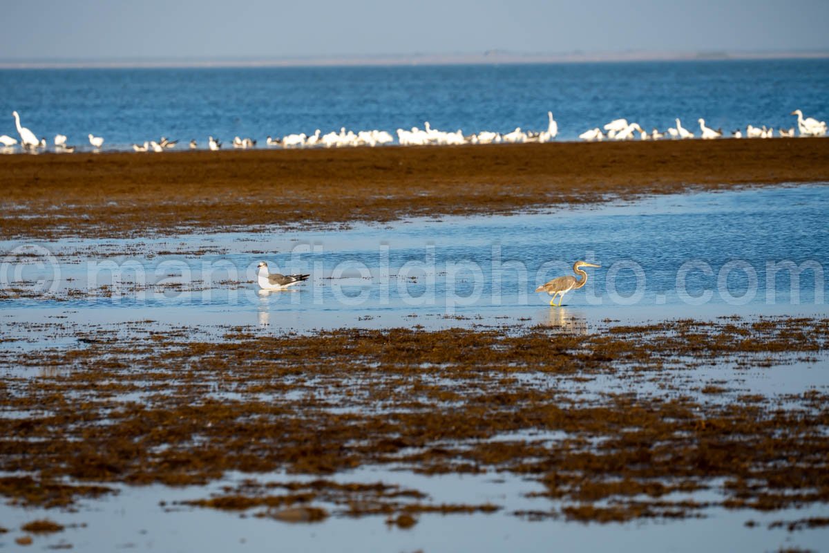 Bahia Grande A4-29797