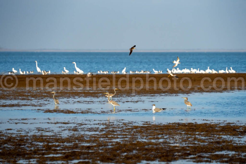 Bahia Grande A4-29802 - Mansfield Photography