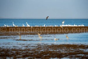 Bahia Grande A4-29802 - Mansfield Photography