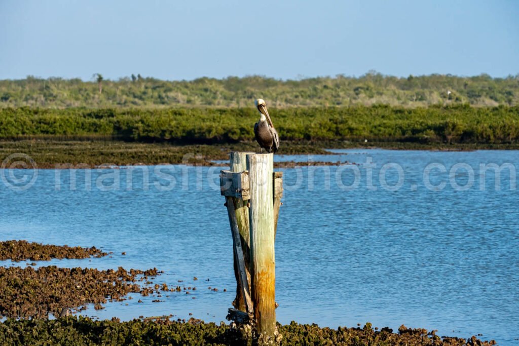 Pelican at Bahia Grande in Texas A4-29813 - Mansfield Photography