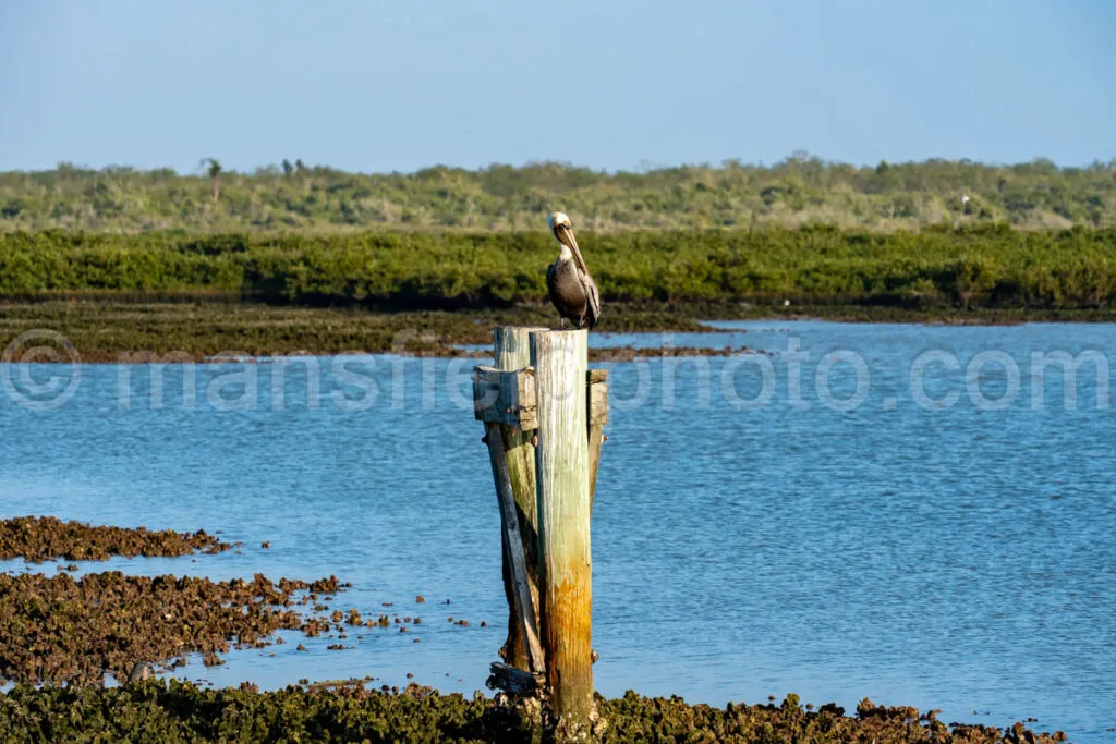 Pelican at Bahia Grande in Texas A4-29813 - Mansfield Photography