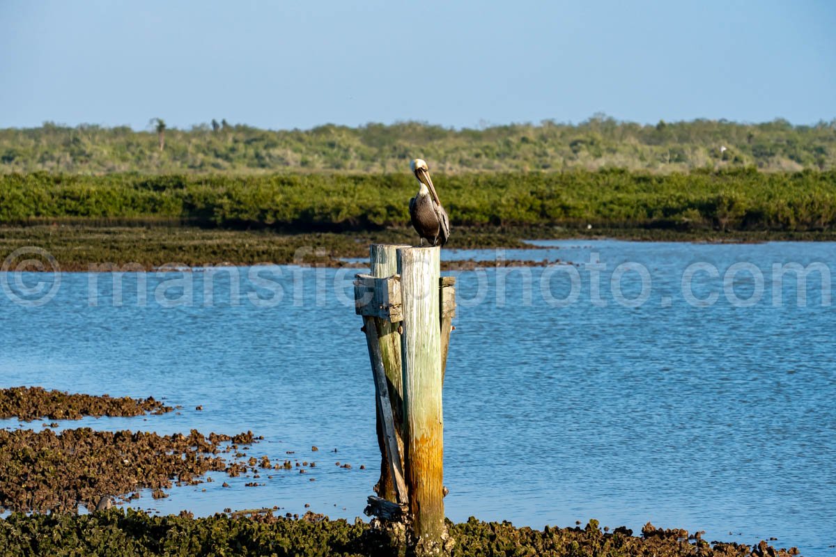 Pelican at Bahia Grande in Texas A4-29813