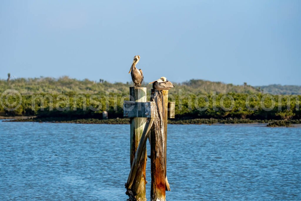 Pelican at Bahia Grande in Texas A4-29814 - Mansfield Photography