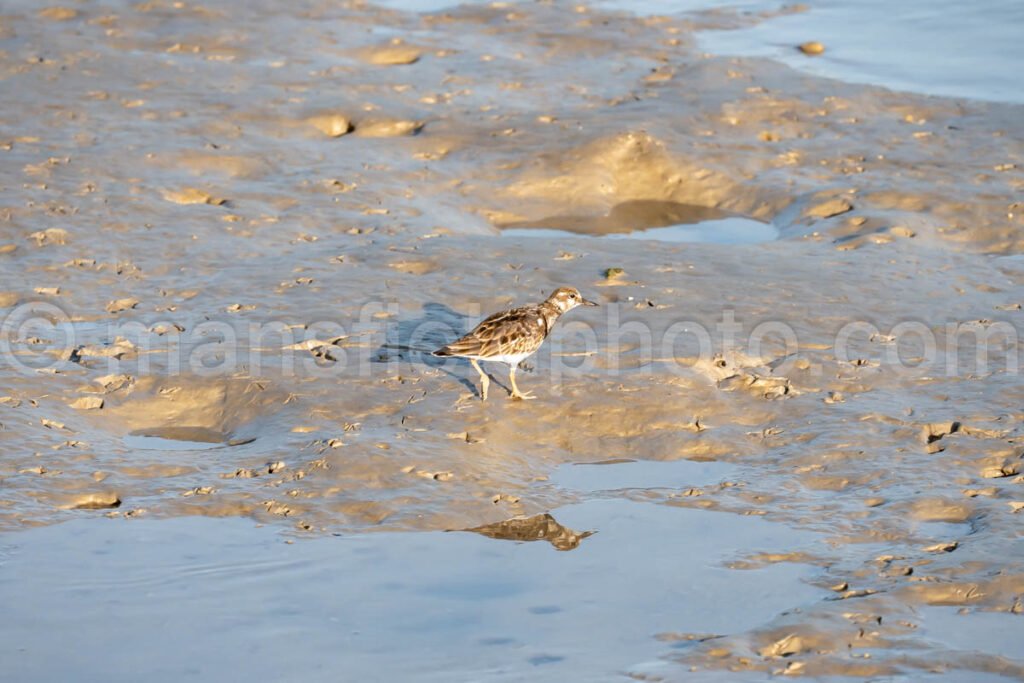 Bahia Grande A4-29823 - Mansfield Photography