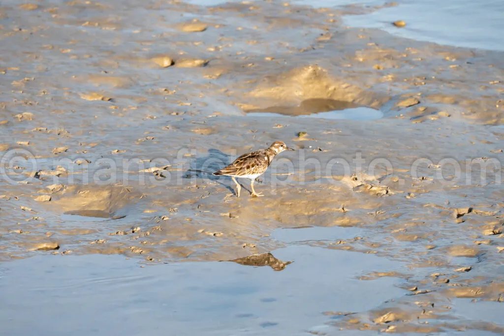 Bahia Grande A4-29823 - Mansfield Photography