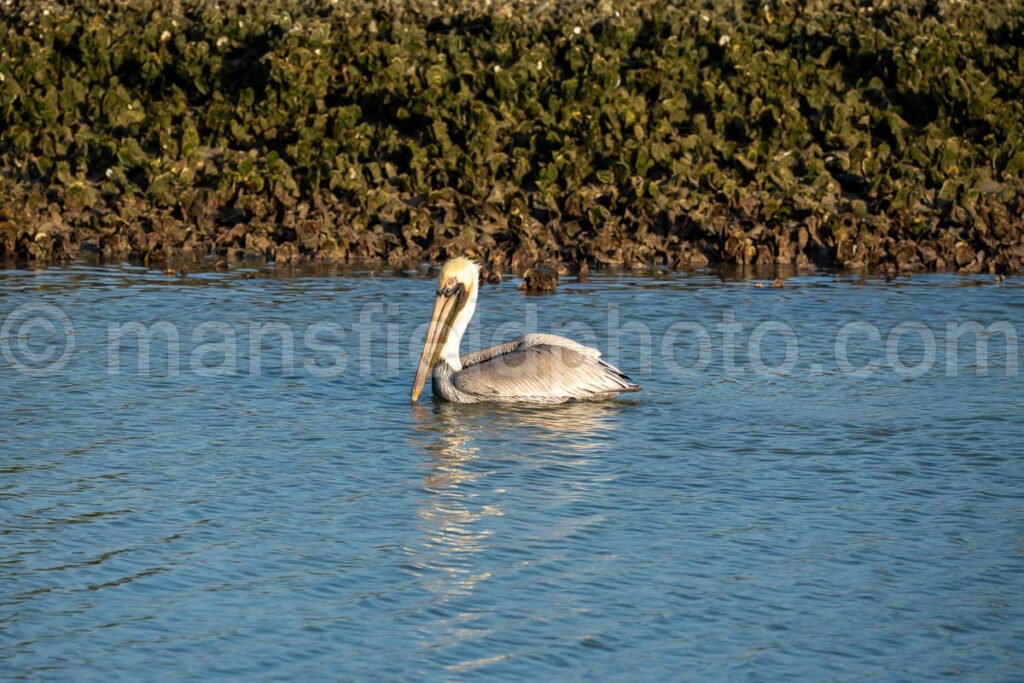 Pelican at Bahia Grande in Texas A4-29825 - Mansfield Photography