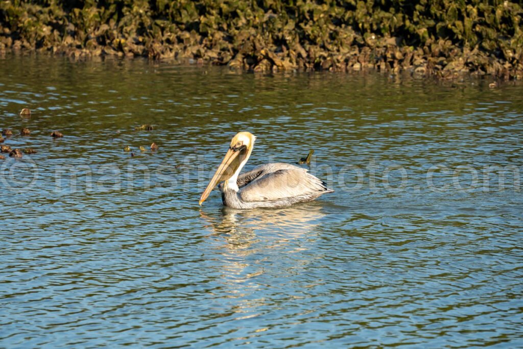 Pelican at Bahia Grande in Texas A4-29826 - Mansfield Photography