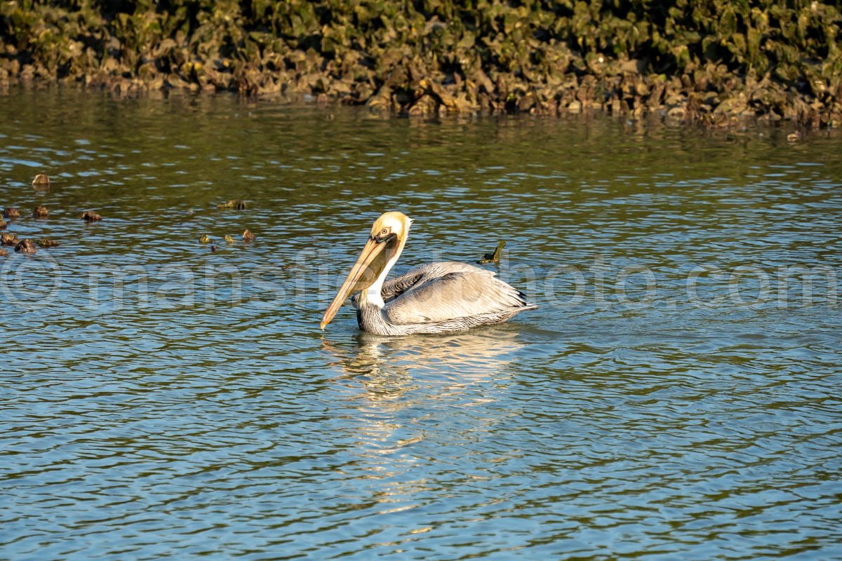 Pelican at Bahia Grande in Texas A4-29826