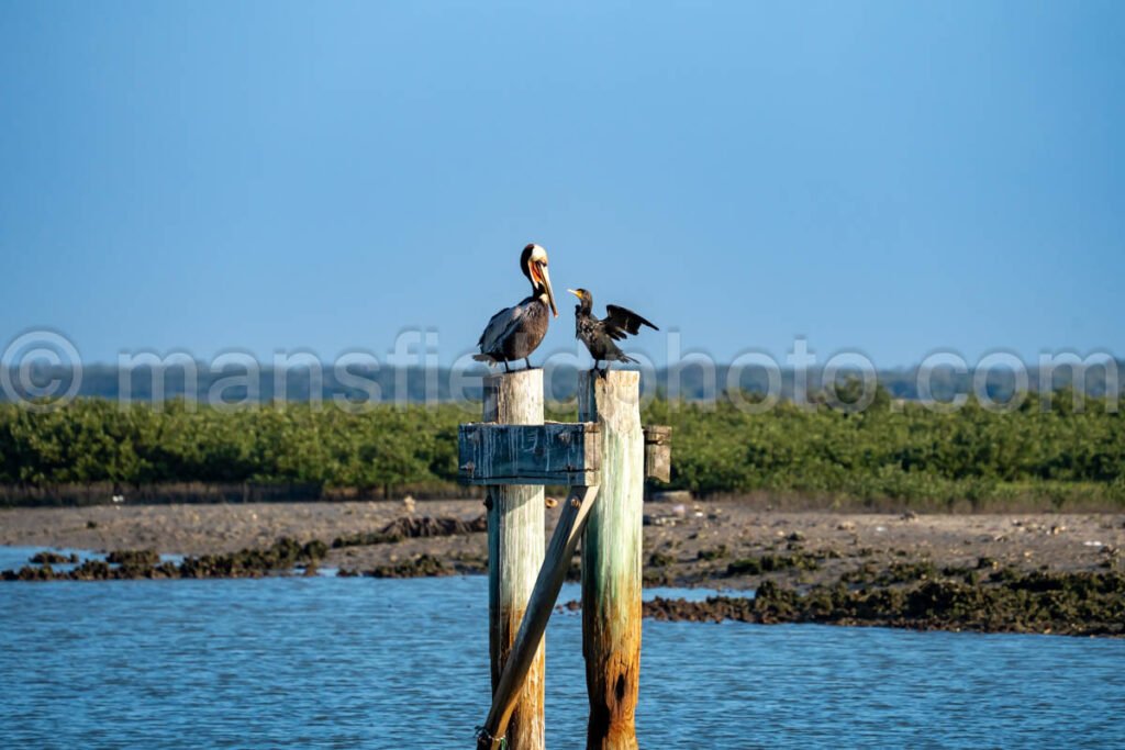 Pelican at Bahia Grande in Texas A4-29831 - Mansfield Photography