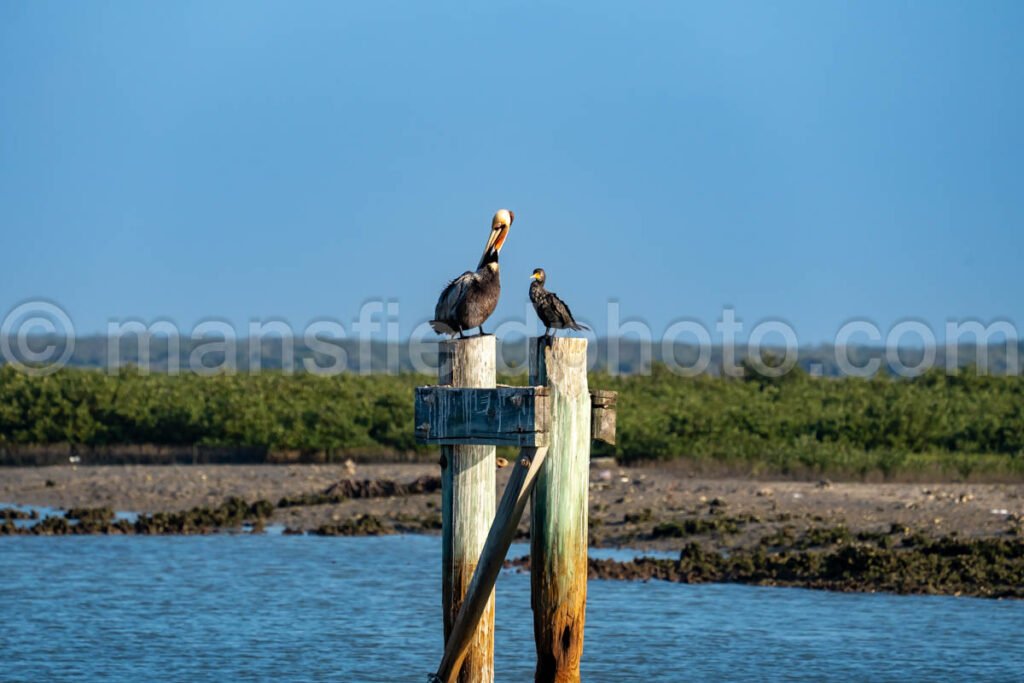 Pelican at Bahia Grande in Texas A4-29838 - Mansfield Photography