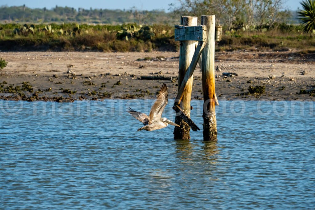 Pelican at Bahia Grande in Texas A4-29840 - Mansfield Photography