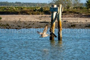 Pelican At Bahia Grande In Texas A4-29840 - Mansfield Photography