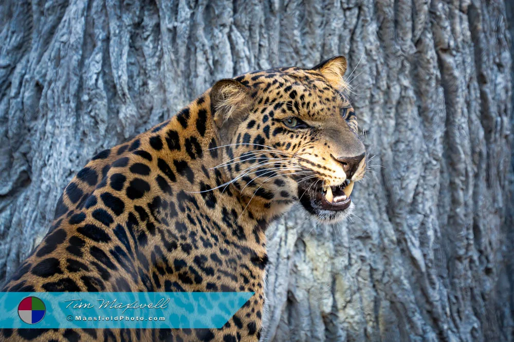 African Leopard at the Fort Worth Zoo